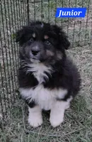 Black Tri Small standard Australian shepherd, a male Australian Shepherd for sale in Browerville, MN – 5 of 5