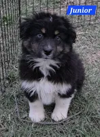 Black Tri Small standard Australian shepherd, a male Australian Shepherd for sale in Browerville, MN – 4 of 5