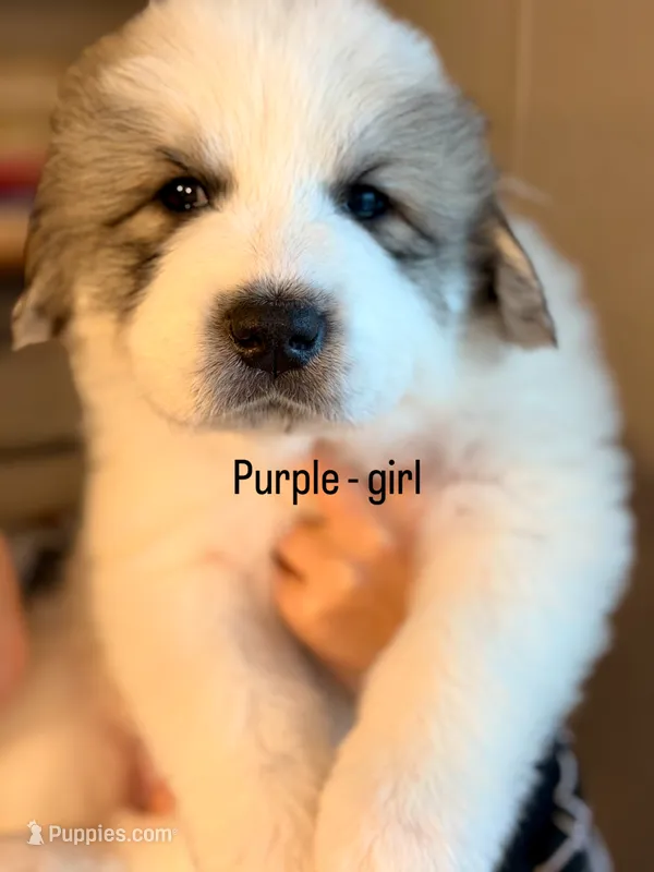 Purple collar - girl or Purple haze