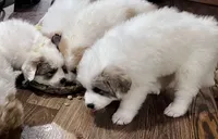 processed/8bc22839-dcfc-462c-b84d-72e7a4f3e5b9/listing/07ff71cc-2436-48a7-85e7-25ef5ad49f1d/c0fa9bf9-0f8f-419a-99cd-24a5fb265b6a