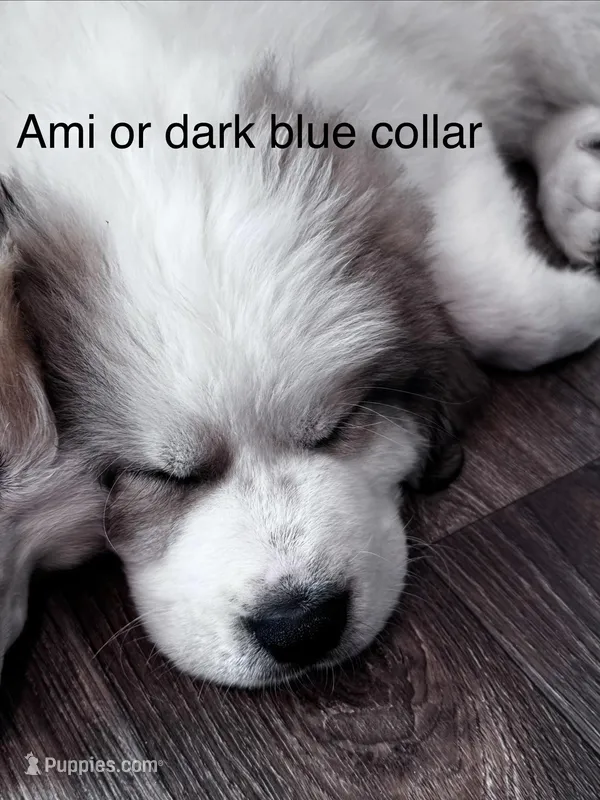 Blue collar-girl or Ami