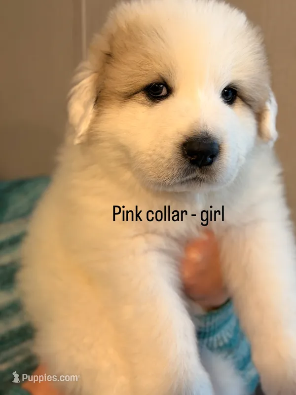 Pink collar girl or pinky