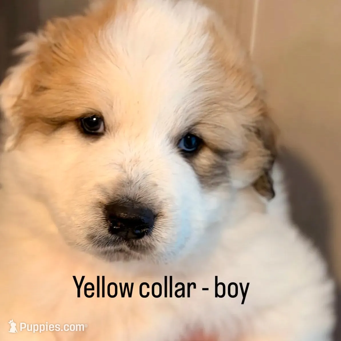 Yellow collar boy or Yellowtail 