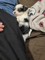 Buster, a male Yorkshire Terrier for sale in Stillwater, OK – 4 of 6