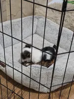 Buster, a male Yorkshire Terrier for sale in Stillwater, OK – 5 of 6