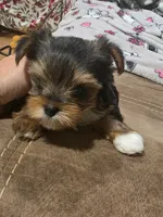 Female, a female Yorkshire Terrier for sale in Stillwater, OK – 2 of 4