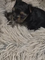 Female, a female Yorkshire Terrier for sale in Stillwater, OK – 3 of 4