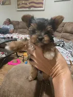 Girl , a female Yorkshire Terrier for sale in Stillwater, OK – 2 of 4