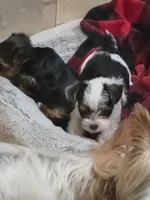 Buster, a male Yorkshire Terrier for sale in Stillwater, OK – 2 of 6