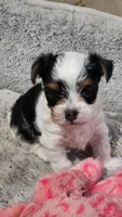 Buster, a male Yorkshire Terrier for sale in Stillwater, OK – 1 of 6