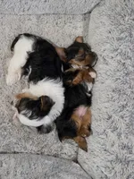 Girl , a female Yorkshire Terrier for sale in Stillwater, OK – 4 of 4