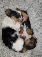 Buster, a male Yorkshire Terrier for sale in Stillwater, OK – 6 of 6
