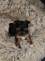 Girl , a female Yorkshire Terrier for sale in Stillwater, OK – 1 of 4