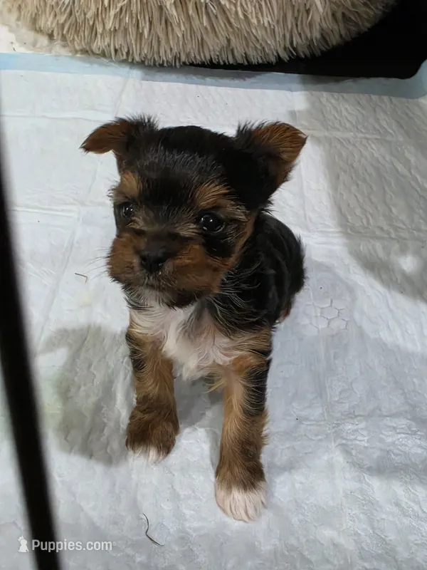 Female, a female Yorkshire Terrier for sale in Stillwater, OK – 1 of 4