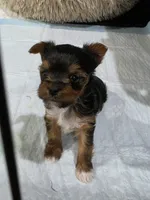 Female, a female Yorkshire Terrier for sale in Stillwater, OK – 1 of 4