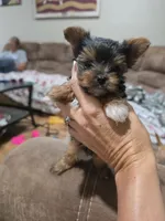 Girl , a female Yorkshire Terrier for sale in Stillwater, OK – 3 of 4