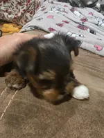 Female, a female Yorkshire Terrier for sale in Stillwater, OK – 4 of 4