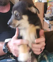 Big Boy, a male Alaskan Klee Kai for sale in New Plymouth, ID – 2 of 9