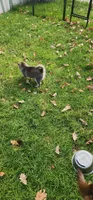 Gizzy, a female Alaskan Klee Kai for sale in New Plymouth, ID – 6 of 9