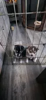 Little Girl, a female Alaskan Klee Kai for sale in New Plymouth, ID – 4 of 7