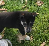 Big Boy, a male Alaskan Klee Kai for sale in New Plymouth, ID – 7 of 9