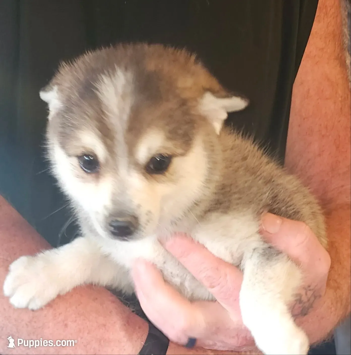 Gizzy, a female Alaskan Klee Kai for sale in New Plymouth, ID – 2 of 9