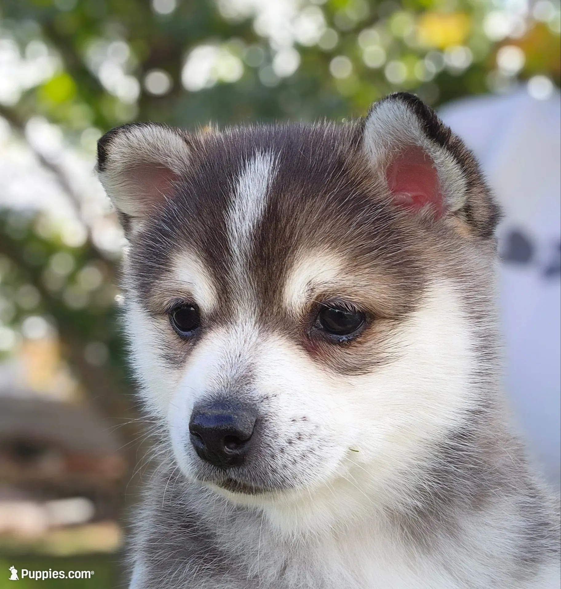 Gizzy, a female Alaskan Klee Kai for sale in New Plymouth, ID – 1 of 9