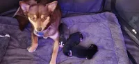 Little Girl, a female Alaskan Klee Kai for sale in New Plymouth, ID – 7 of 7
