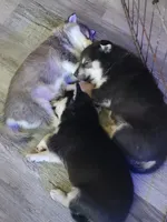 Gizzy, a female Alaskan Klee Kai for sale in New Plymouth, ID – 4 of 9