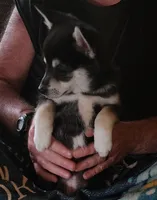 Little Girl, a female Alaskan Klee Kai for sale in New Plymouth, ID – 2 of 7