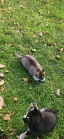 Gizzy, a female Alaskan Klee Kai for sale in New Plymouth, ID – 7 of 9