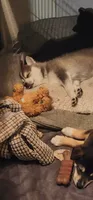 Gizzy, a female Alaskan Klee Kai for sale in New Plymouth, ID – 5 of 9