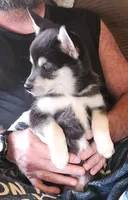 Little Girl, a female Alaskan Klee Kai for sale in New Plymouth, ID – 3 of 7