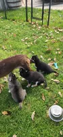 Gizzy, a female Alaskan Klee Kai for sale in New Plymouth, ID – 8 of 9