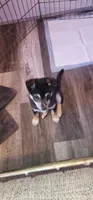 Big Boy, a male Alaskan Klee Kai for sale in New Plymouth, ID – 6 of 9