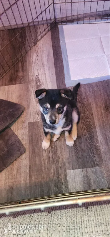 Big Boy, a male Alaskan Klee Kai for sale in New Plymouth, ID – 1 of 9