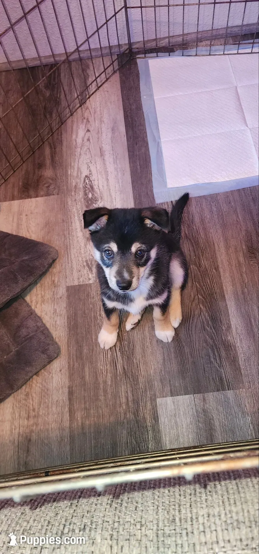 Big Boy, a male Alaskan Klee Kai for sale in New Plymouth, ID – 1 of 9