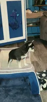 Little Girl, a female Alaskan Klee Kai for sale in New Plymouth, ID – 5 of 7