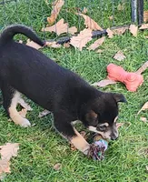 Big Boy, a male Alaskan Klee Kai for sale in New Plymouth, ID – 8 of 9