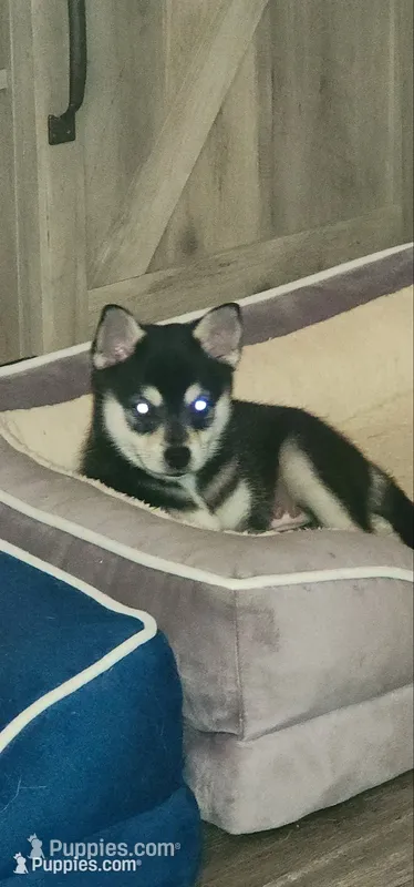 Little Girl, a female Alaskan Klee Kai for sale in New Plymouth, ID – 1 of 7