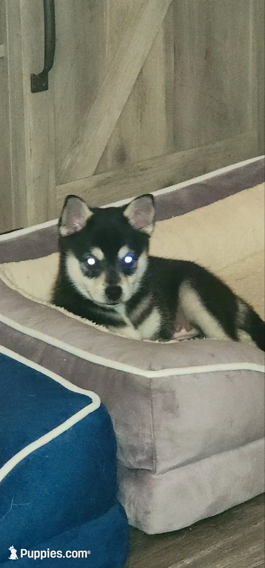Little Girl, a female Alaskan Klee Kai for sale in New Plymouth, ID – 1 of 7