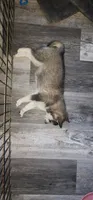 Gizzy, a female Alaskan Klee Kai for sale in New Plymouth, ID – 9 of 9