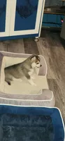 Gizzy, a female Alaskan Klee Kai for sale in New Plymouth, ID – 3 of 9