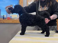 Saw, a male Poodle - Standard  for sale in Woodland Park, CO – Photo 3 of 3