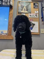 Saw, a male Poodle - Standard  for sale in Woodland Park, CO – Photo 1 of 3