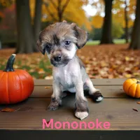 Mononoke, a female Chinese Crested for sale in Woodland Park, CO – Photo 2 of 2