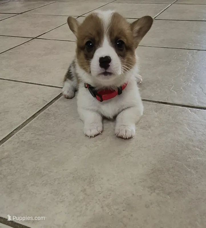 Sweet Red - AKC – Pembroke Welsh Corgi puppy for sale in Carrollton, TX