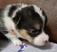 Orange - AKC, a male Pembroke Welsh Corgi for sale in Carrollton, TX – 2 of 3