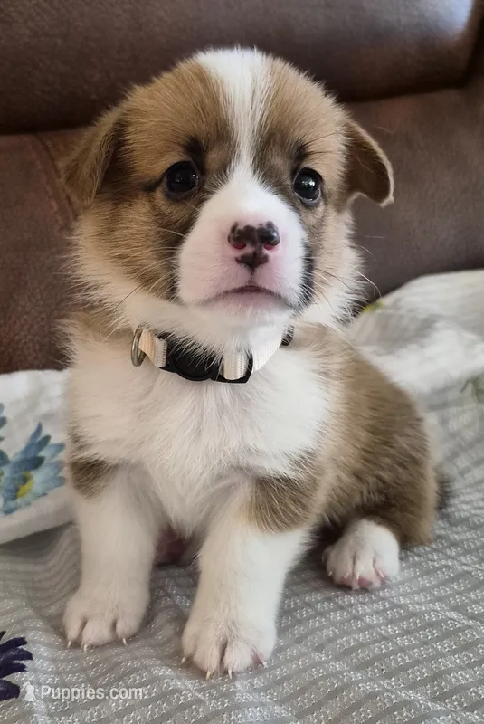 Alpha Beige - AKC – Pembroke Welsh Corgi puppy for sale in Carrollton, TX