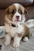 Alpha Beige - AKC, a male Pembroke Welsh Corgi for sale in Carrollton, TX – 1 of 5